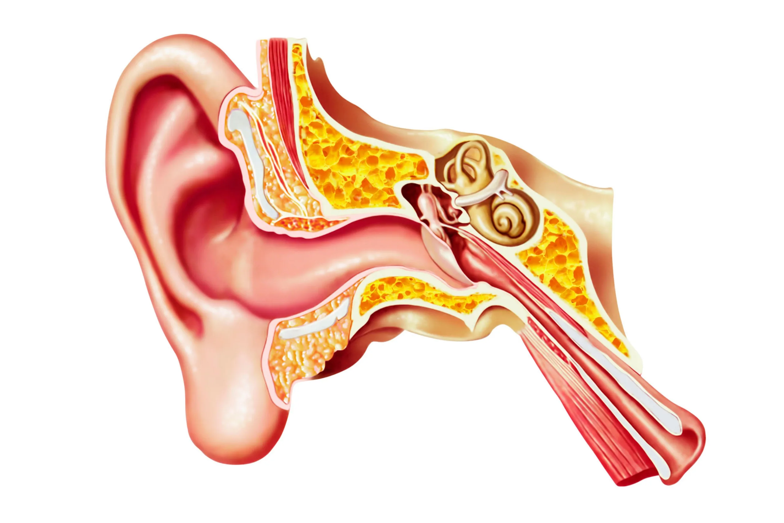 human ear cutaway diagram scaled