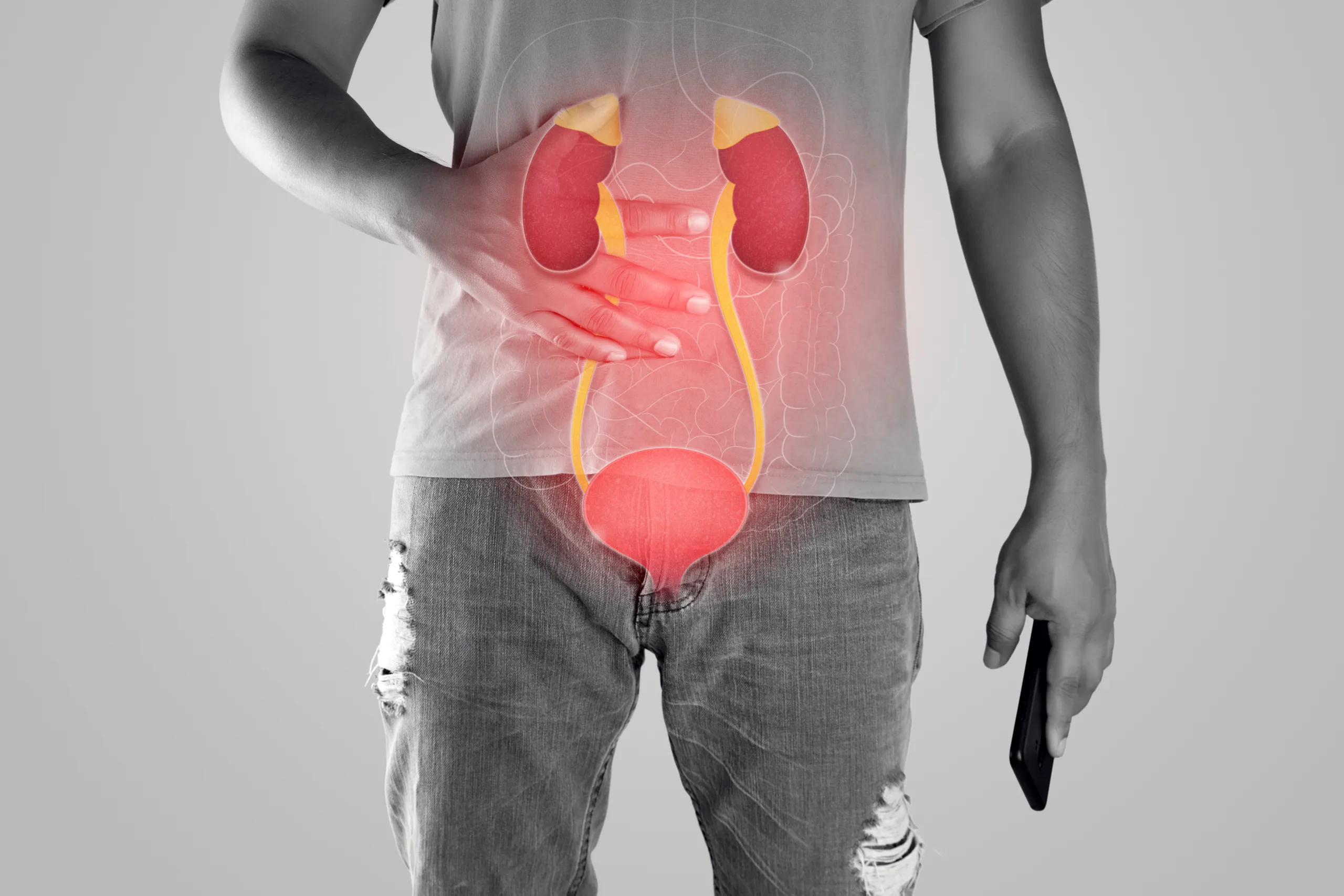 kidney urethra illustration men body against gray background scaled